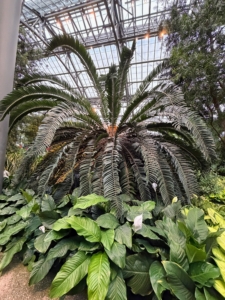 This is a Wood's cycad, Encephalartos woodii - very striking and tall. It is actually a critically endangered plant native to South Africa, notable for being extinct in the wild and having no known female specimens.