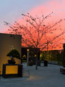 This view is from outside in the new Bonsai Courtyard. It was a very successful day at QVC paired with a wonderful early evening at Longwood Gardens - please visit when you can. You'll love it there.