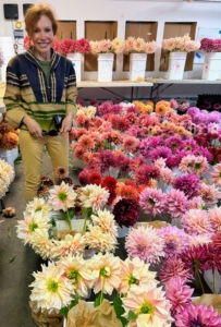 Here's Debra in the conditioning room preparing the dahlias for shipping. This room is where all the dahlias are stored immediately after cutting. And here's a tip: using a sturdy bucket, pour in two-inches of boiling hot water - 160-degrees to 180-degrees Fahrenheit and let flowers sit in the container for a little more than an hour. This will allow the water to be absorbed through the stems and help the blooms last longer.