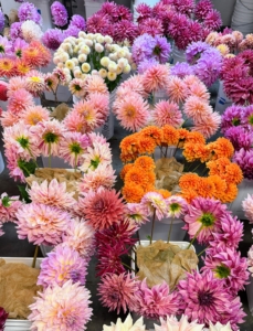 The farm grows hundreds of stunning dahlias. Dahlias are planted from tubers, which are underground bulbs that store energy for the plant’s growth. The bright orange blooms on the right are 'Bizon Bronze' which grow up to six inches in diameter. Behind them are the medium sized 'Shaggy Chic' dahlias and also 'Lilac Time,' a pretty lavender colored bloom. Dahlias come in a large array of colors including Dahlia colors include white, yellow, orange, bronze, flame, red, pink, lilac, lavender, mauve, purple, wines, and violets. Some dahlias even bloom in multiple colors at once, but there is no blue.