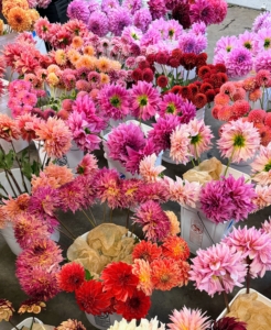 In the front are 'Myrtle's Folly' and 'Jowey Brochant' - an award-winning flower that starts with a red-orange center that becomes more pronounced as the flower grows.
