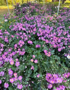 Outside, I was able to see some of the planted garden beds. Here is a bed of dark pink Japanese anemones. I also love anemones and grow pink and white ones at my farm.