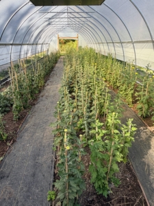 And this is one of several chrysanthemum tunnels. Right now, they're just beginning to bloom - a little late this year. In spring, these houses hold hundreds of Iceland poppies.
