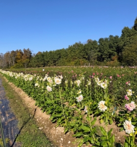 The cultivated gardens at Bear Creek Farm take up just more than seven acres - all meticulously maintained.