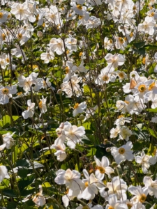 Here are some white Japanese anemones. The Japanese anemone, or Anemone hupehensis, is a perennial that produces delicate saucer-shaped flowers in pink, white and purple. It is also called Japanese thimbleweed or wildflower.