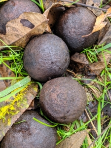 The husked nuts are about two inches in diameter. The nut inside is also more round, while the nuts on its butternut tree cousin are more egg-shaped and smaller.