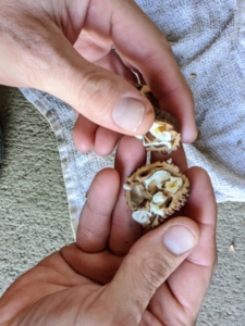 Because the black walnut shell is tougher than other nutshells, the nutmeat may be a bit challenging to remove. Another option is to soak the nuts for a couple of hours before opening – the shell will absorb water and soften, making them less likely to break apart inside.