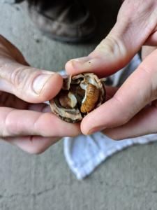 Once it is cracked, it is opened carefully as much of the nutmeat will likely be broken in small pieces.