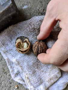 Here is a nut still in its shell.