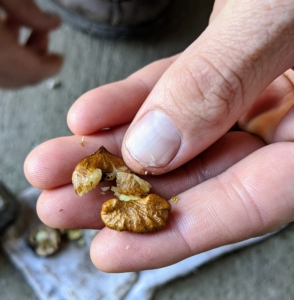 Here is a bold and flavorful black walnut - the fruit of labor.