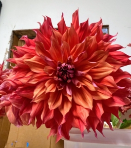 This variety is called 'Belle of Barmera' which boasts large dinner plate sized blooms in coral-raspberry with peach colored centers.