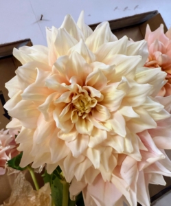 This is 'Break Out,' a light colored soft dahlia that features eight to 10 inch blooms on short stems.
