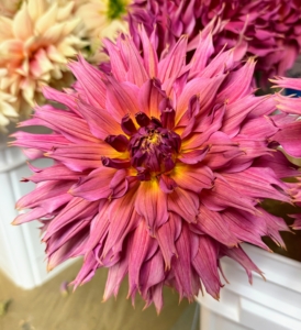 This bold dark pink flower is 'Omega' - a standout variety loved for its large flowers and rich color. In fact, unlike plants that use scent to attract, dahlias rely on their amazing spectrum of color to make them attractive to pollinating insects.