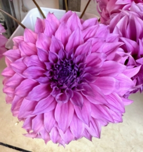 'Vassio Meggos' is another large dahlia in bold lavender. The genus Dahlia is native to the high plains of Mexico. Some species can be found in Guatemala, Honduras, Nicaragua, El Salvador, and Costa Rica as well as parts of South America where it was introduced.