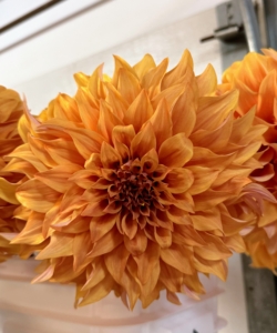 This dahlia variety is called 'Hercules' with eight inch blooms and a golden-orange hue.