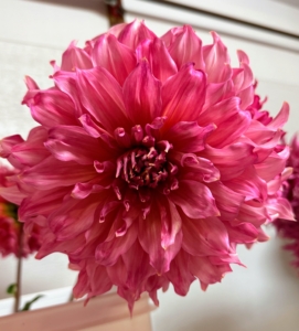 'Islander' is a giant salmon-pink variety with ruffled blooms and strong stems. The dahlia was first recorded by Westerners back in 1615. Back then they were called by their original name which was acoctli. The first garden dahlias reached the United States in the early 1830s. Today, dahlias are grown all over the world.