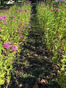 This bed shows two rows of zinnias with a middle row ground cover of creeping thyme - it's so pretty.
