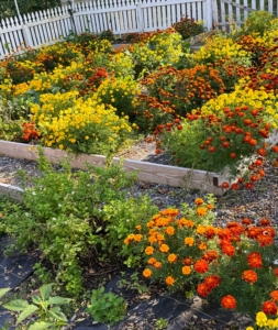 The vegetable garden is planted with many marigolds to keep pesky insects away.
