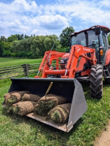 And here, the tractor bucket is loaded with pieces of heavy sod. The sod is reused whenever possible.