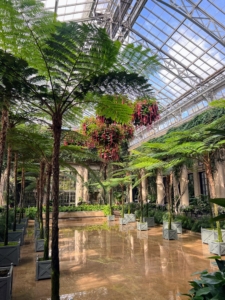 Above the flooded floor of the Exhibition Hall in Longwood's Main Conservatory are hanging baskets of Acalypha hispida. On both sides are potted Australian Tree Ferns, Cyathea cooperi. I am quite fond of these tree ferns and have several in my own collection. During the summer I love to display them outdoors. (Photo by James Sutton)