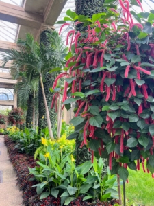 These are Acalypha hispida standards. (Photo by James Sutton)