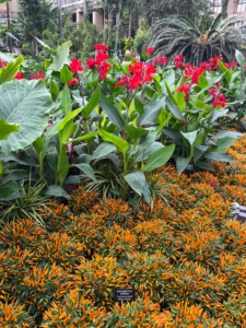 This bed is filled with Canna 'Brandywine' and Capsicum 'Santos Orange.' (Photo by James Sutton)