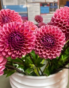 'Sandra' or 'Pink Sylvia' is a popular miniature dahlia in hot bubble pink.