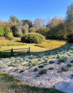 At Bear Creek Farm this area overlooks the lavender and peony fields. In the center is a an antique Beauty Bush, Kolkwitzia amabilis, planted in 1901, long before Debra acquired the property. A Beauty Bush is a dense, upright arching deciduous shrub that features a profusion of small pink blooms in summer.