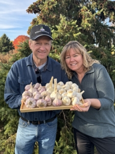 Keene and Cindy are pleased with their harvest. Here is a tray of Chesnok Red, German Extra Hardy, and Elephant garlic, which is actually a leek that resembles garlic in growing and in appearance. It has a very mild flavor. It is most commonly found in grocery stores. It is also larger than the other garlic varieties.
