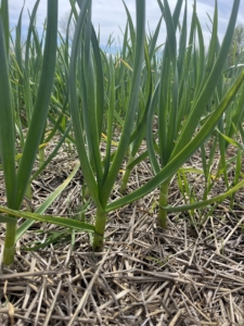 By April, the garlic is a half foot taller.