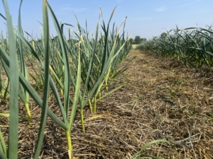 And here they are in June. These crops are in excellent condition. Garlic plants can grow two to three feet tall during the peak of the gardening season.