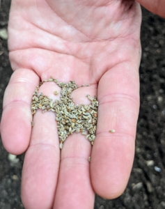 Other vegetable seeds are not coated.