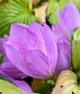 Guests that come around this time of year often ask, “what are those flowers that look like crocus?” The common name for Colchicum is autumn crocus, but they are not true autumn crocus because there are many species of true crocus which are autumn blooming. Also, Colchicum flowers have six stamens while crocuses have only three. The colchicum at my farm are blooming now.
