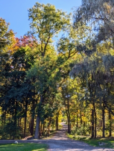 Leaves can change their color from as early as mid-September all the way through mid-November. This is the carriage road leading to my woodland.