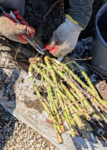Bare-roots often come in bundles. They come in groups of 10, 15, 25, or more. This bundle contains 25.