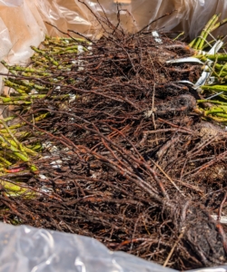 Star Roses and Plants is a company of brands that focuses on breeding and introducing specimens offering longer-lasting, disease resistant blooms. All these bare-root roses arrived in a huge box last April. Healthy bare-roots get off to a more vigorous start because their abundant, fibrous roots have already had a chance to develop unrestricted.