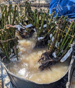 As soon as they arrive they are placed in trug buckets filled with water. When working with bare-roots it’s important to soak them for several hours or even overnight. Never let the roots dry out. These are in excellent condition – healthy, plump roots with no sign of mold or damage, and healthy canes with plump, reddish buds.