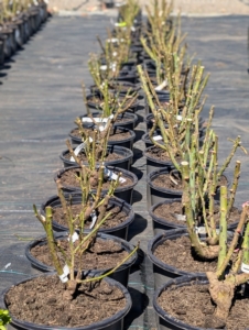 They were all organized in neat rows lined up by variety. Bare-root cuttings are difficult to identify when there are no leaves or flowers, so it is important to keep them separated by cultivar and always properly marked. They stayed here for five months until they developed well in their pots.