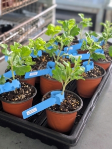 These are the small pots of young chrysanthemums I received last spring. Chrysanthemums are perennial herbaceous flowering plants in the family Asteraceae that bloom in fall.