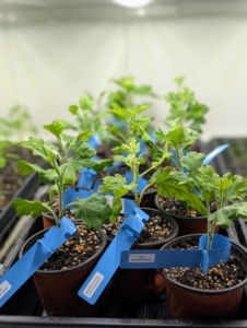 My head gardener, Ryan McCallister, placed them in my Urban Cultivator indoor gardening system, where they could develop until they were ready to plant outdoors.