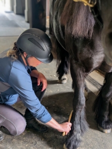Here, Helen brushes the horses legs and feet. They are also wiped clean to feel for any bumps or lumps that may need special attention, as well as heat or swelling, which may indicate an injury. All of them are healthy and doing well.