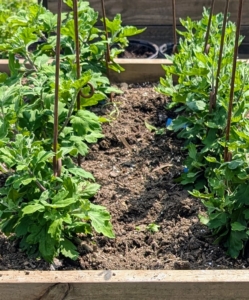 Here they are in July after they were transplanted into raised beds in my flower cutting garden. The varieties include 'Fleur de Lis,' 'Jefferson Park,' 'Apricot Alexis,' 'River City,' 'Woodman's Century,' and 'Luxor.'