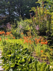 This is the garden last July. There are still some tiger lilies that pop up, but the shade loving plants were failing. It needed a change.
