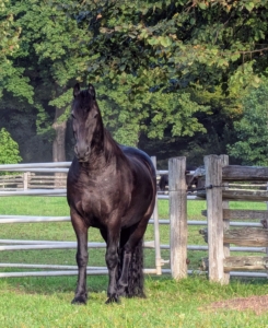 I take very good care of all my horses. They are seen regularly by a veterinarian, an equine dentist, and the farrier. I also make sure they are well monitored in between check-ups – this means keeping track of their normal behaviors and vital signs.