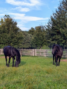 Knowing what is usual behavior for a horse and taking a horse’s temperature, pulse, and respiration, or TPR, regularly can provide valuable information about its general state of well-being. It’s a quick and easy way to determine how the animal is feeling.