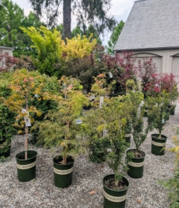 Recently, I received a delivery from Monrovia, a wholesale plant nursery specializing in shrubs, perennials, annuals, ferns, grasses, and conifers with several nursery locations across the country. I decided to plant many of them in the Tenant House garden. Among them - Ryusen Weeping Japanese maples, Waterfall Japanese maples, Coral Bark Japanese maples, Shaina Japanese maples, Autumn Moon Fullmoon Japanese maples, and more.