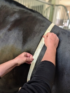 First, each horse’s weight is taken. Equine weight tapes can be used to obtain an approximate weight by measuring the heart girth or barrel.