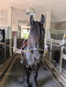 My horses are also groomed every day. Here's my handsome Frisian, Geert, secured in the stable aisle ready for a thorough brushing.