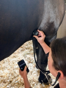 In order to take a horse’s heart rate, Helen stands on one side and places the drum of a stethoscope on the horse’s chest just under the elbow. Helen counts the number of full beats for 30-seconds then multiplies the number by two for the rate per minute. The normal pulse for an average sized adult horse is about 32.