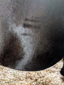 Next, Helen stands a few feet away and watches the ribcage rising and falling. A cycle of one rise and one fall of the ribcage constitutes one breath. Helen multiplies the number of breaths the horse takes over 30 seconds and doubles the amount to obtain a respiration – the number of breaths per minute. The respiration rate for a horse at rest is around 12 to 15 breaths per minute.